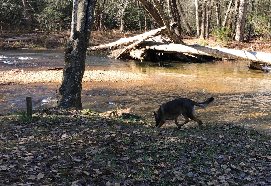 canine off leash tracking